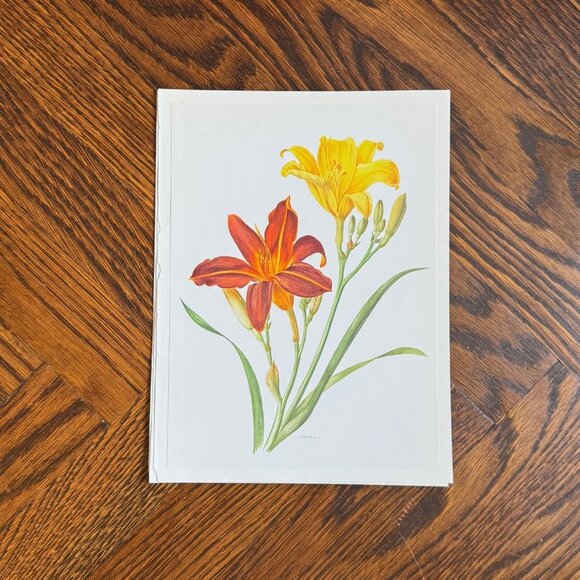 Vintage French Flower Prints Set 2 - Picture 3 of 5